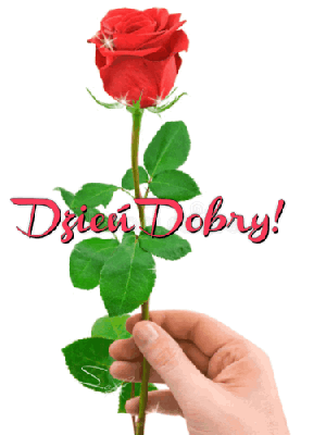 Czerwona róża dzień dobry